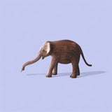 Coconut (Calf 379)