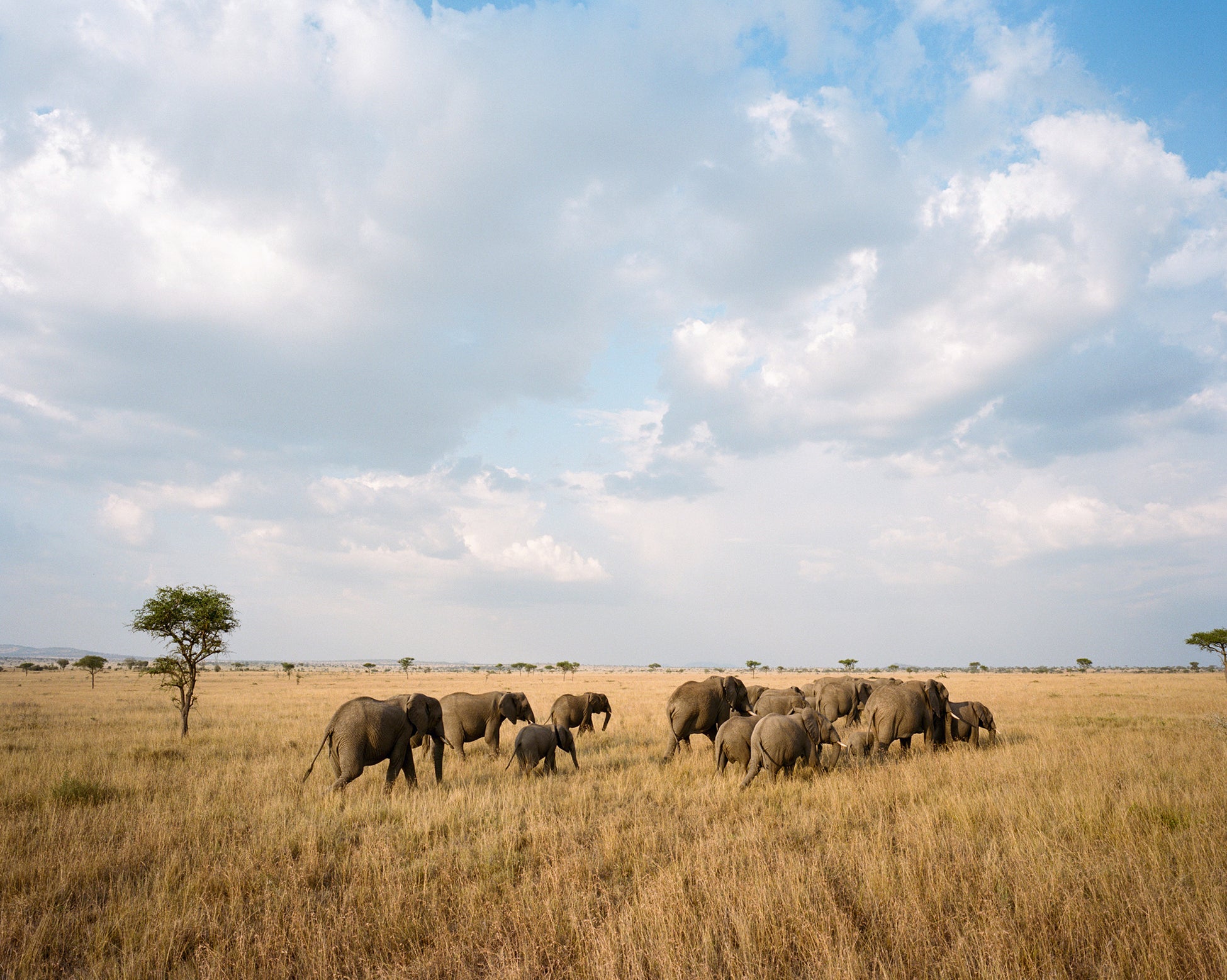 The Matriarchy | The Great Elephant Migration