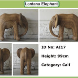 Mwana - Calf AI17 (Boston Exhibit)