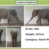 Arun - Tusker AH24 (Boston Exhibit)