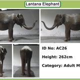 Vasu - Tusker AC26 (Boston Exhibit)