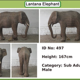 Ram - Adolescent AH03 (Livermore Exhibit)