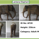 Dharma - Tusker AF28 (Boston Exhibit)