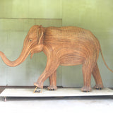 Prishti (Adolescent 335)