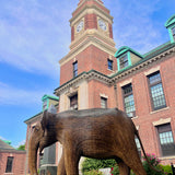 Madhubula - Matriarch (Boston Exhibit)
