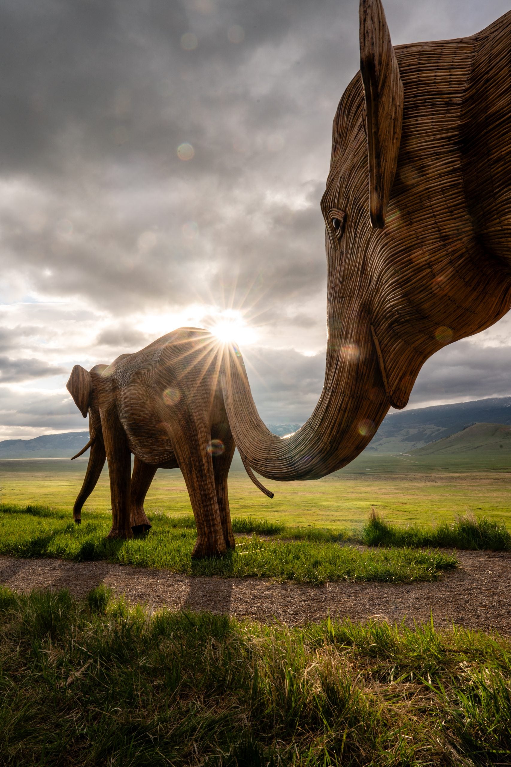 Host a Herd – The Great Elephant Migration