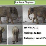 Nanu - Matriarch AJ19 (Boston Exhibit)