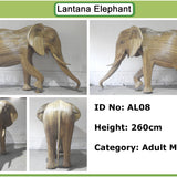 Matt - African Tusker AL08 (Boston Exhibit)