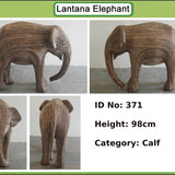 Kapil - Calf AG15 (Boston Exhibit)