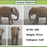 Charvi - Calf AI21 (Boston Exhibit)