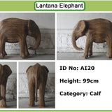 India 7 - Calf AI20 (Boston Exhibit)