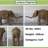 Mango - Calf AK01 (Livermore Exhibit)