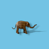 Peanut 461 - Calf (Southern Collection)