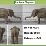 Jothi - Calf AK06 (Livermore Exhibit)