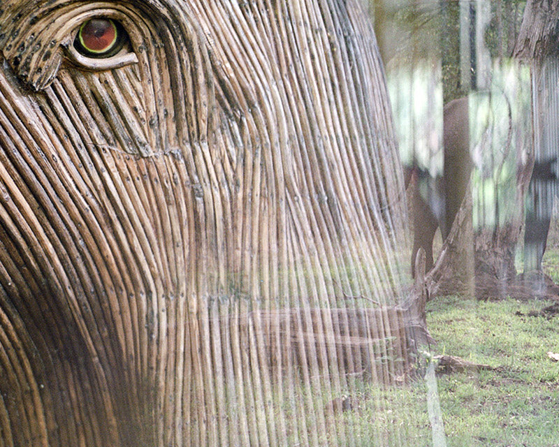 The Matriarchy | The Great Elephant Migration