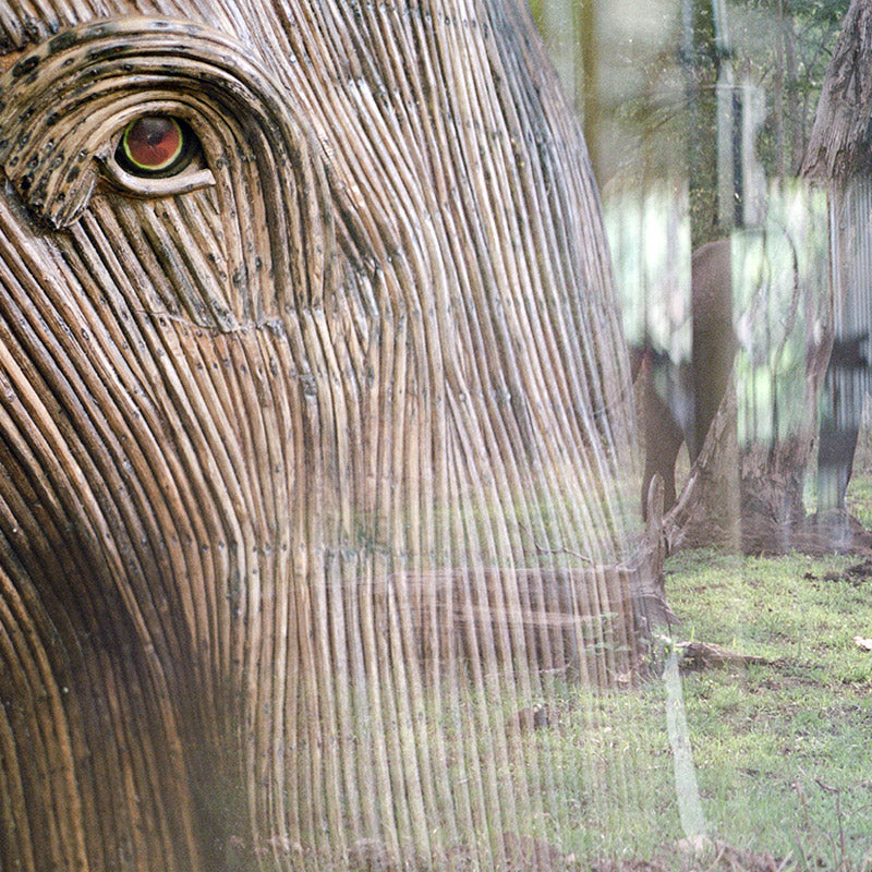 visit-the-great-elephant-migration