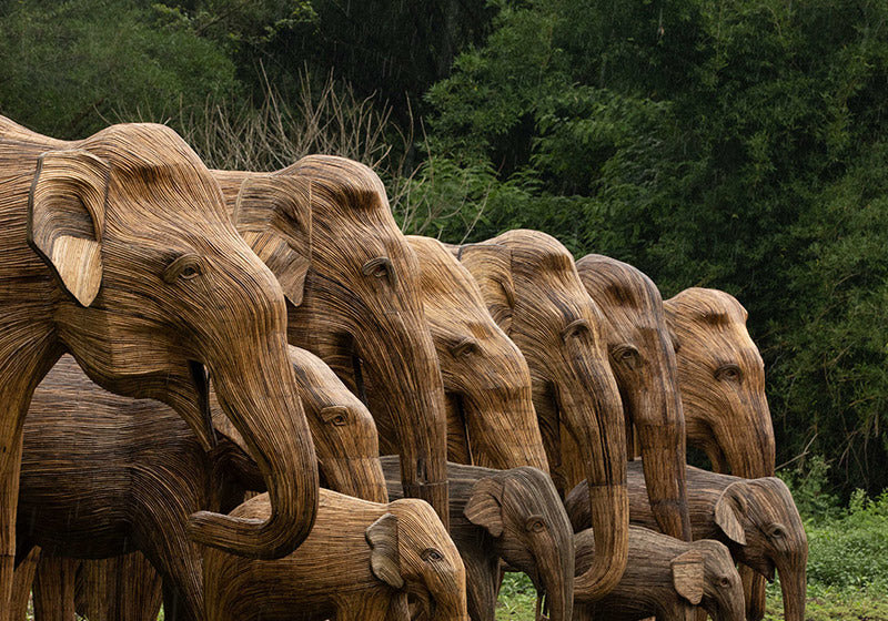 The Great Elephant Migration | A Coexistence Story