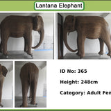Alma - Matriarch 59 (Boston Exhibit)